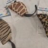 JUGUETE RATA ANIMAL PRINT 5+1 (109-15)