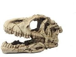 CRANEO DE RESINA DE DINOSAURIO HT