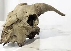 CRANEO DE  CABRA RESINA 27CM X18CM