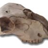 CABEZA DE OVEJA DE RESINA 18CM X11CM
