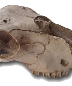CABEZA DE OVEJA DE RESINA 18CM X11CM