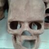 CALAVERA MEDIANA VERDE O MARRON FLUO