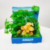 PLANTA CONJ. SURT 15CM BASE PLASTICA PLC01