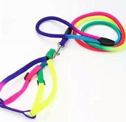 CONJUNTO CORREA Y ARNES ARCOIRIS N°2
