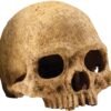 EXO TERRARIUM DECOR PRIMATE SKULL