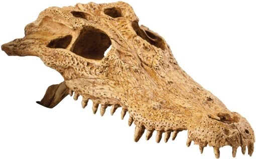 EXO TERRARIUM DECOR CROCODILE SKULL