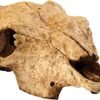EXO TERRARIUM DECOR BUFFALO SKULL