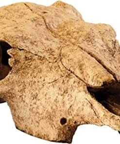 EXO TERRARIUM DECOR BUFFALO SKULL