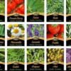 SOBRES DE AROMATICAS LA GERMINADORA HT