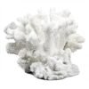 CORAL BLANCO BAJO CHINESE