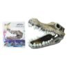 FOSIL DE COCODRILO DOPHIN