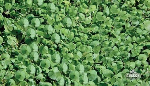 GREENLAND DICHONDRA X 50 GS - Imagen 2